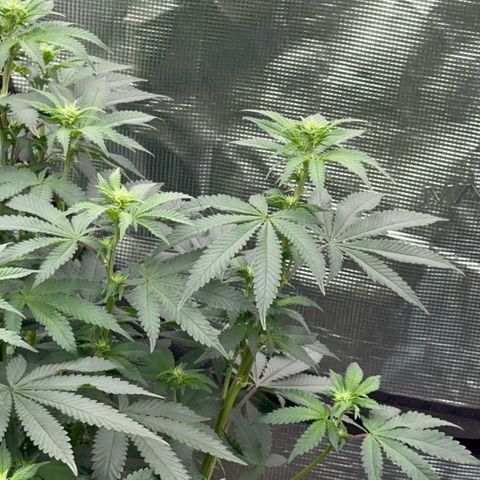 Deleted  🎬 1 growlog timeline photo