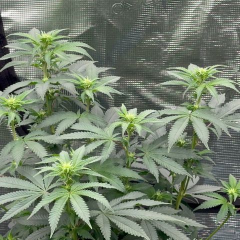 Deleted  🎬 1 growlog timeline photo