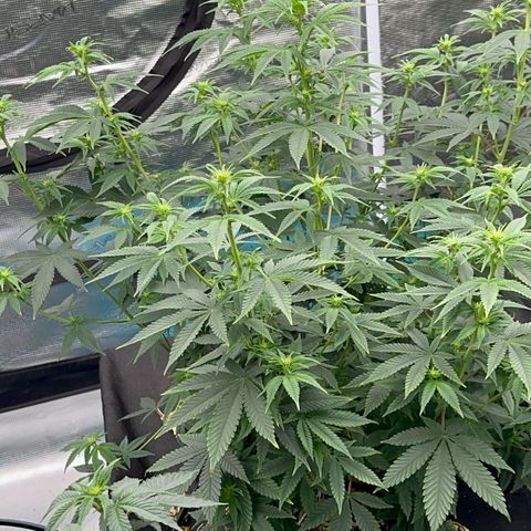  Cluster bomb  growlog timeline photo