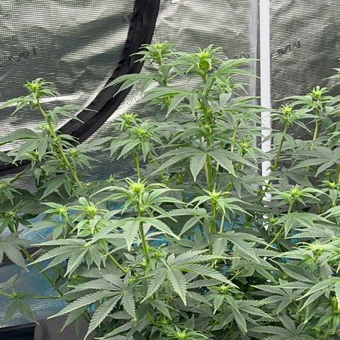  Cluster bomb  growlog timeline photo