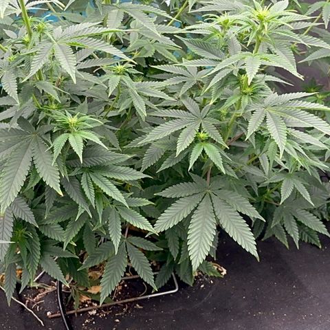  Cluster bomb  growlog timeline photo