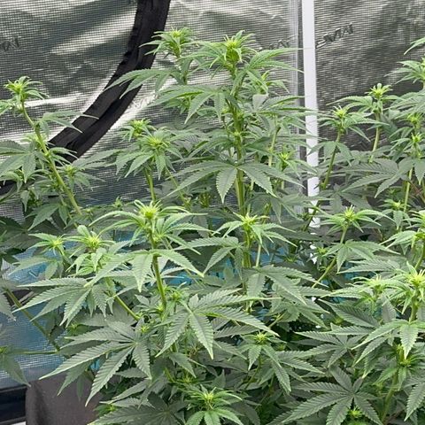  Cluster bomb  growlog timeline photo