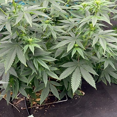  Cluster bomb  growlog timeline photo