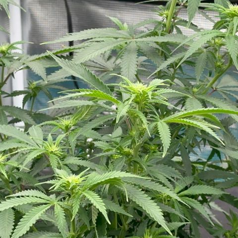  Critical Light growlog timeline photo