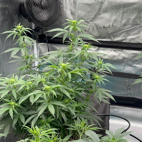 Critical Light growlog timeline photo