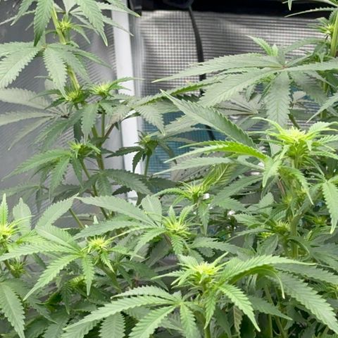  Critical Light growlog timeline photo