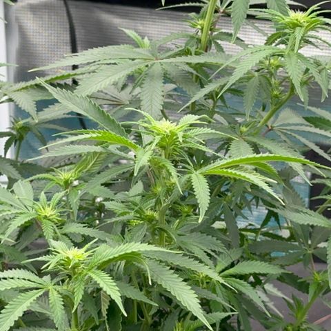  Critical Light growlog timeline photo
