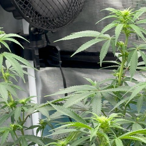  Critical Light growlog timeline photo