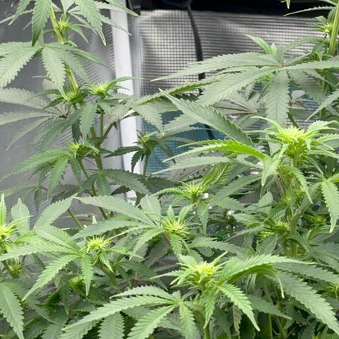  Critical Light growlog timeline photo