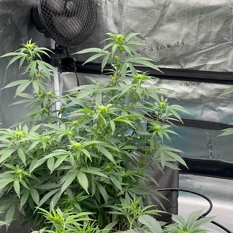  Critical Light growlog timeline photo
