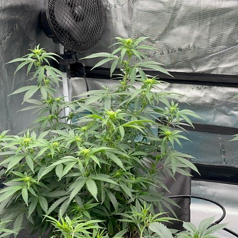 Critical Light growlog timeline photo