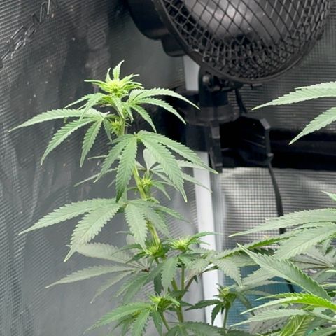  Critical Light growlog timeline photo