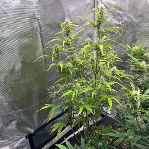 Piña X Zweet  growlog timeline photo