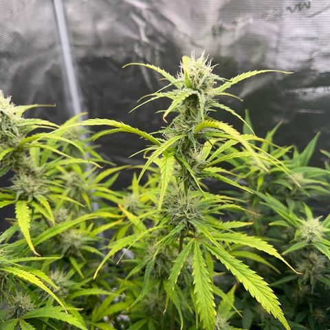 Piña X Zweet  growlog timeline photo