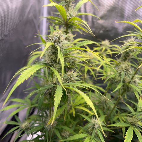 Piña X Zweet  growlog timeline photo