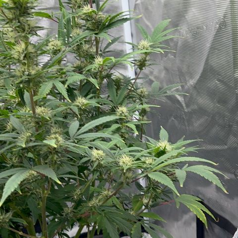 Knows Candy growlog timeline photo