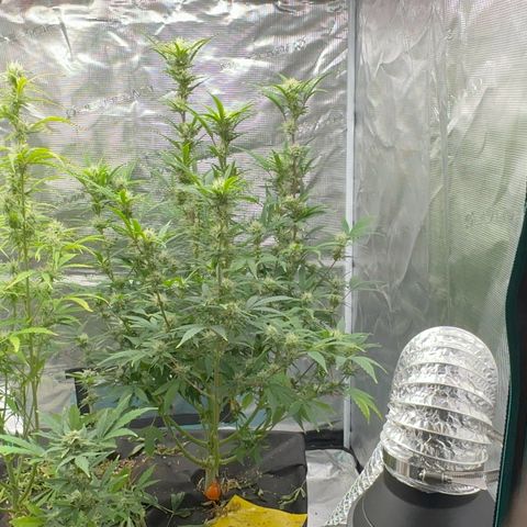 Knows Candy growlog timeline photo