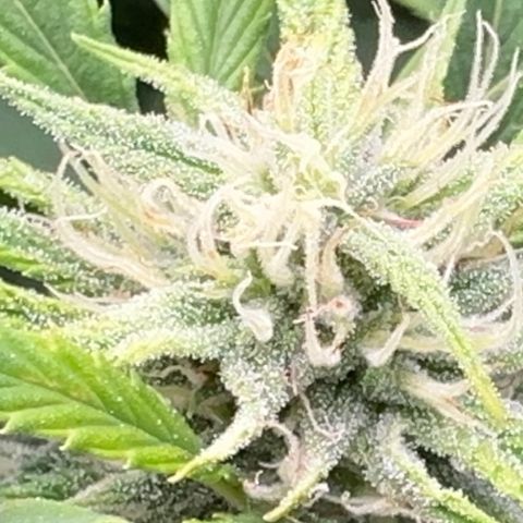 Knows Candy growlog timeline photo