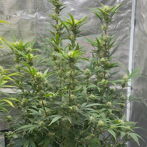 Knows Candy growlog timeline photo