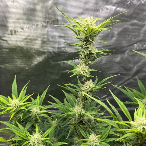 Knows Candy growlog timeline photo