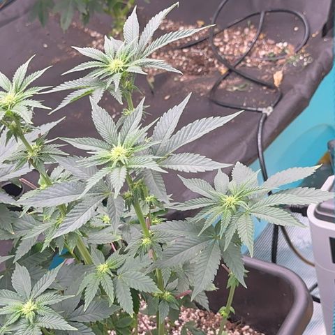 Dayger  growlog timeline photo