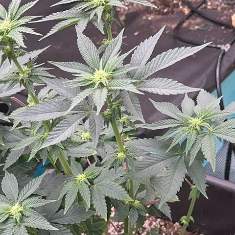 Dayger  growlog timeline photo
