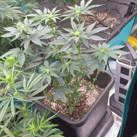 Dayger  growlog timeline photo