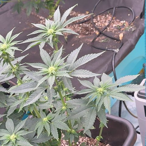Dayger  growlog timeline photo