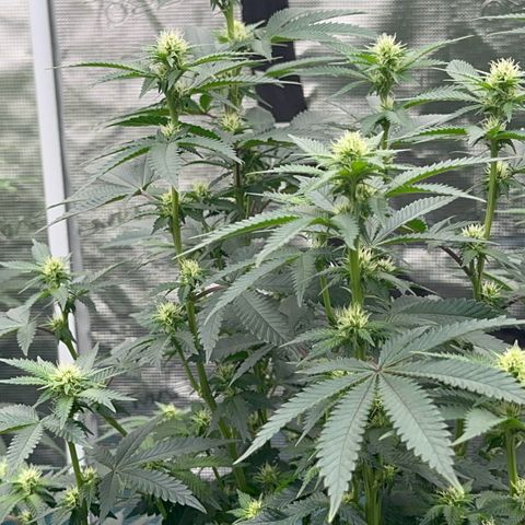 Deleted  🎬 1 growlog timeline photo