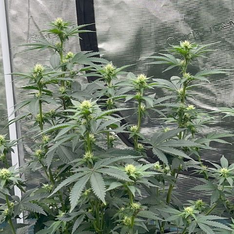 Deleted  🎬 1 growlog timeline photo