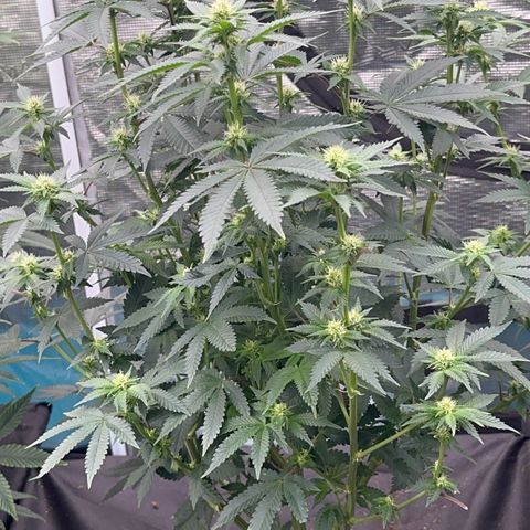 Deleted  🎬 1 growlog timeline photo
