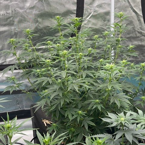  Cluster bomb  growlog timeline photo