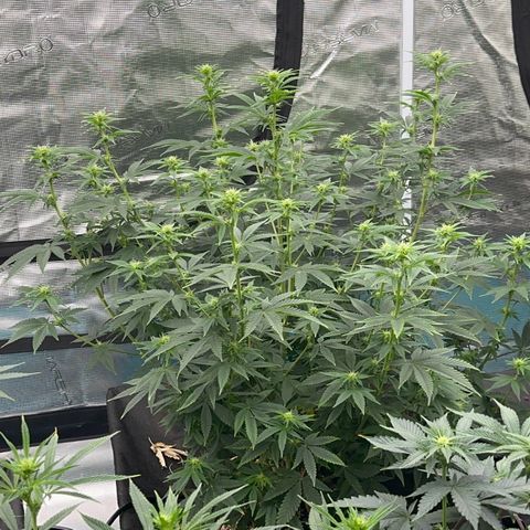  Cluster bomb  growlog timeline photo