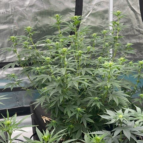  Cluster bomb  growlog timeline photo