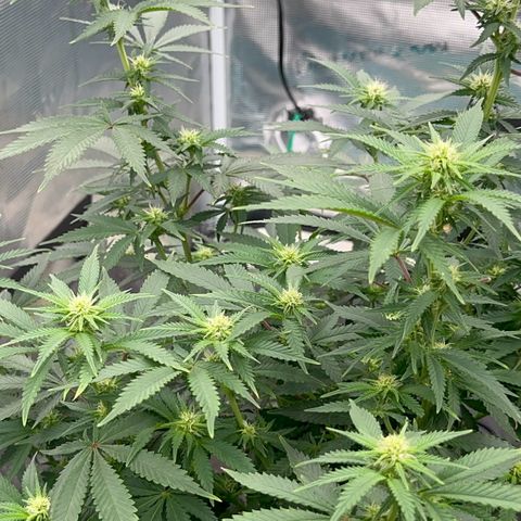  Critical Light growlog timeline photo