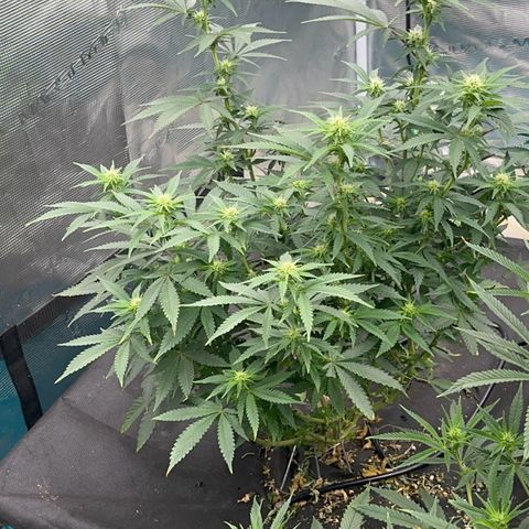  Critical Light growlog timeline photo