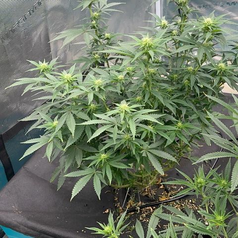  Critical Light growlog timeline photo
