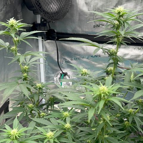  Critical Light growlog timeline photo