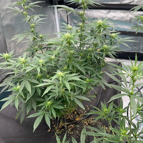  Critical Light growlog timeline photo