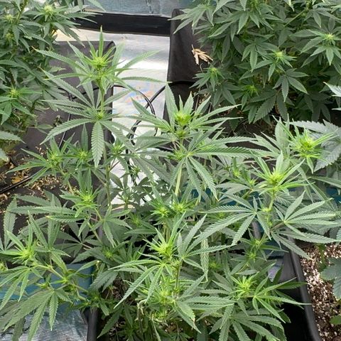  Hawaiian Snow  growlog timeline photo