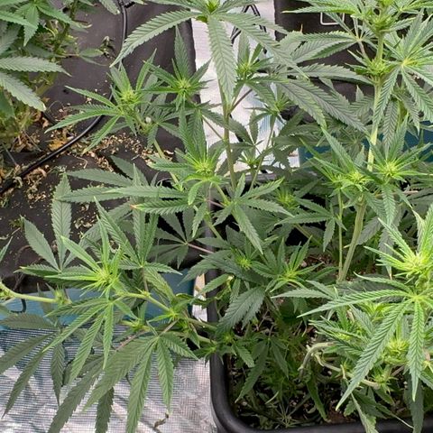  Hawaiian Snow  growlog timeline photo