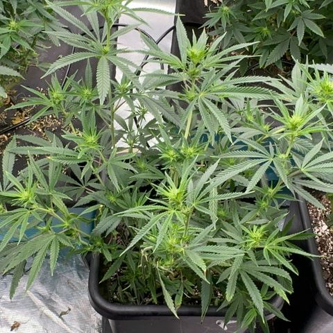  Hawaiian Snow  growlog timeline photo