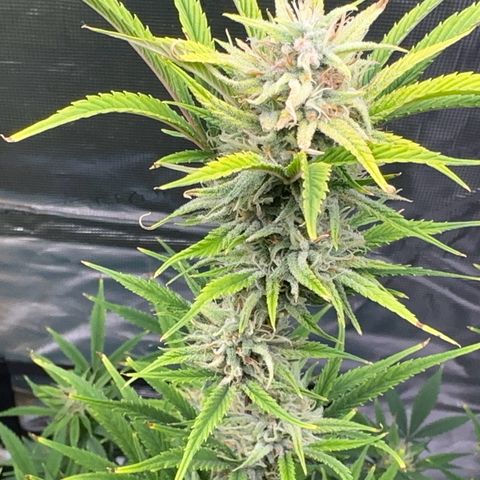 Knows Candy growlog timeline photo