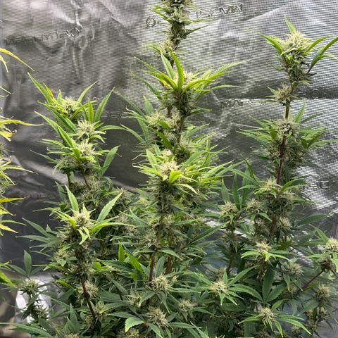Knows Candy growlog timeline photo