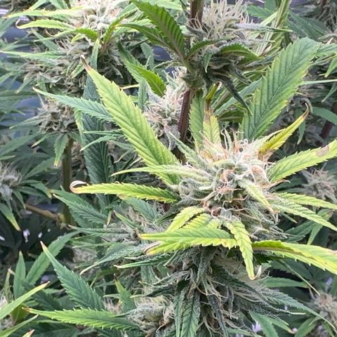 Knows Candy growlog timeline photo