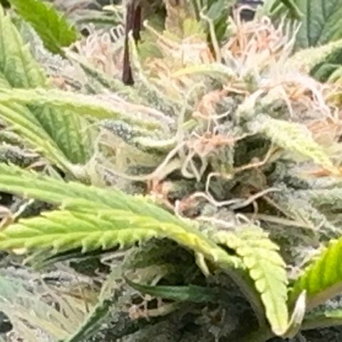 Knows Candy growlog timeline photo