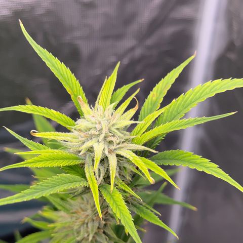Knows Candy growlog timeline photo