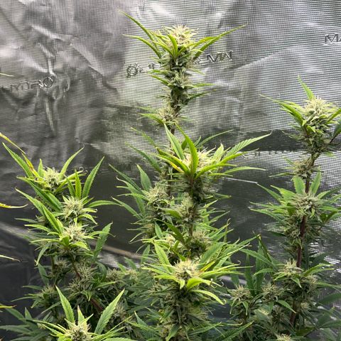 Knows Candy growlog timeline photo