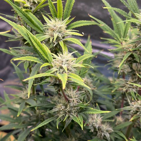 Knows Candy growlog timeline photo
