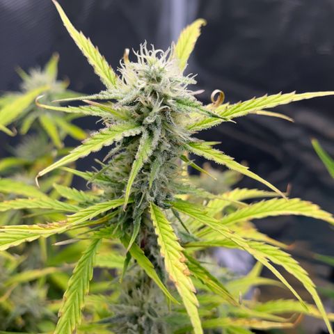 Piña X Zweet  growlog timeline photo